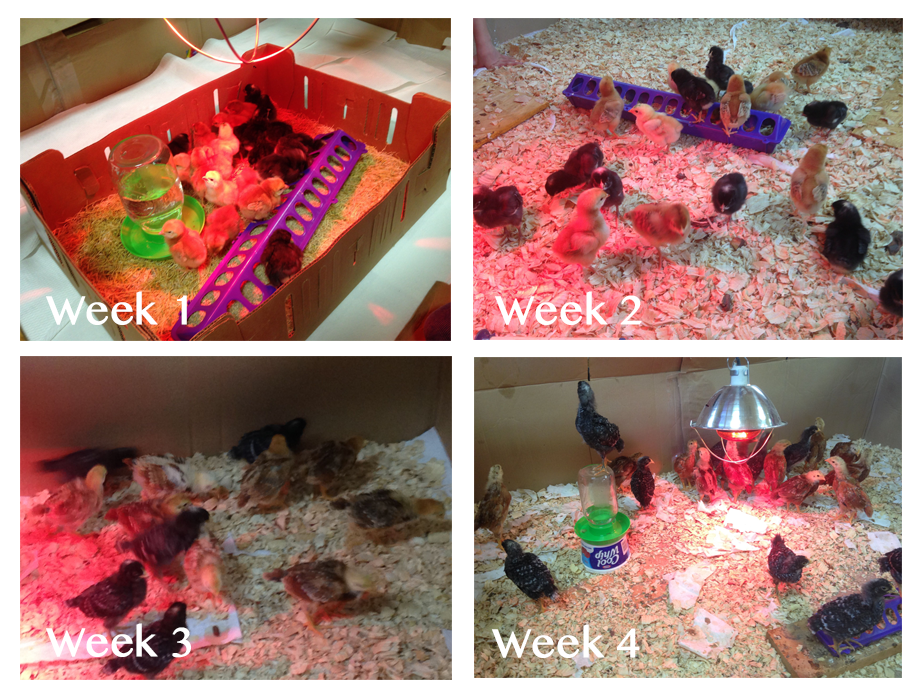 Chickens 1st Month