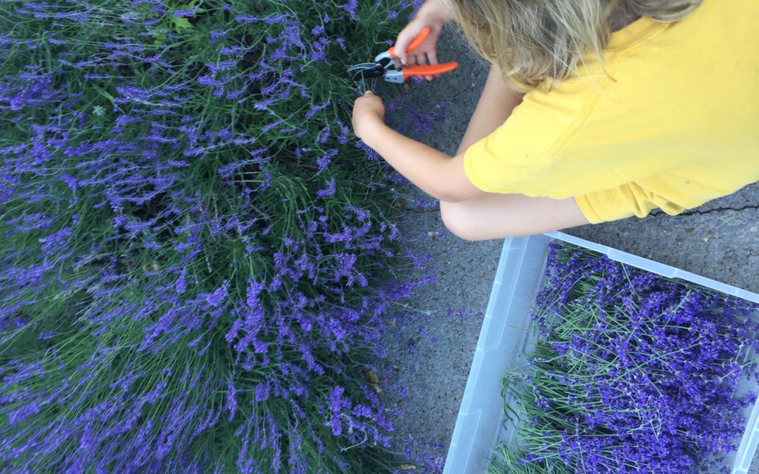 Lavender Harvest Time